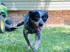 Adopt Savannah a Gray/Blue/Silver/Salt & Pepper Australian Cattle Dog / Mixed
