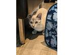 Adopt Viola a Tan or Fawn Domestic Shorthair (short coat) cat in Ocean Springs