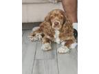 Adopt Moses a White - with Red, Golden, Orange or Chestnut American Cocker