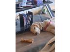 Adopt Bear a Tan/Yellow/Fawn - with White Goldendoodle / Mixed dog in Seattle