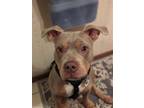 Adopt Steve a American Pit Bull Terrier / American Staffordshire Terrier / Mixed