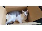 Adopt Finnick a White (Mostly) Domestic Shorthair / Mixed (short coat) cat in