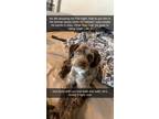 Adopt Shaggy a Brindle - with White Australian Shepherd / Poodle (Standard) /