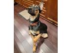 Adopt Ranger a Black - with Tan, Yellow or Fawn German Shepherd Dog / Doberman