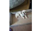 Adopt Coral a White Shih Tzu / Mixed dog in Phoenix, AZ (41555057)