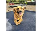 Adopt Greta a Red/Golden/Orange/Chestnut Papillon / Dachshund / Mixed dog in