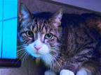 Adopt BRADY a Brown or Chocolate Domestic Mediumhair / Mixed (medium coat) cat
