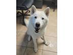Adopt Blitz a Husky / Mixed dog in Viroqua, WI (41554983)