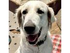 Adopt Zoe a White Great Pyrenees / Golden Retriever / Mixed dog in Chatham