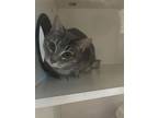 Adopt Squirrel a Gray or Blue Domestic Shorthair / Mixed Breed (Medium) / Mixed
