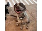 Adopt Fredrick a Pit Bull Terrier