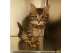Adopt Grace a Brown Tabby Domestic Shorthair / Mixed Breed (Medium) / Mixed
