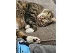 Adopt Rahja a Tiger Striped Tabby / Mixed (medium coat) cat in Kyle