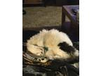 Adopt Lulu a Calico or Dilute Calico Maine Coon / Mixed (long coat) cat in