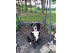 Adopt Rowdy a Black - with White Australian Shepherd / Border Collie / Mixed dog