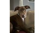 Adopt Crow a Labrador Retriever, Pit Bull Terrier