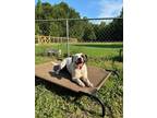 Adopt Jack a White Catahoula Leopard Dog dog in Jacksonville, NC (41554538)