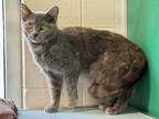 Adopt Babooshka a Domestic Shorthair / Mixed cat in Burlington, KY (41554496)