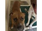 Adopt Duke a Boxer