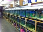 Business For Sale: Batesville Pets