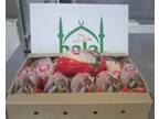 Business For Sale: Chicken Slaughterhouse For Sale