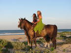 Business For Sale: Horse Business Needs Equal Partner