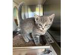 IRIS Domestic Shorthair Kitten Female