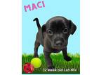 MacI Labrador Retriever Puppy Female