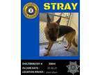 Chief German Shepherd Dog Adult Male