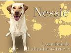 Nessie Labrador Retriever Adult Female