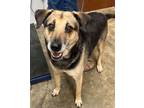 Adopt Willomena a Mixed Breed