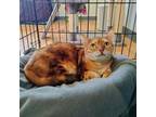 Adopt Piper a Abyssinian