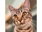 Adopt Padre a Domestic Short Hair