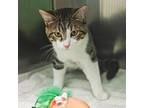 Adopt Fifi a Domestic Short Hair