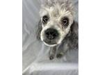 Adopt Lily Lou a Miniature Schnauzer, Poodle
