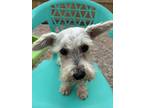 Adopt Annie a Miniature Schnauzer