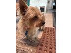 Adopt Chomper a Yorkshire Terrier