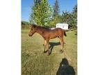 Friesianpaint stud colt