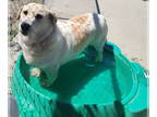 Pembroke Welsh Corgi Mix DOG FOR ADOPTION RGADN-1091439 - Tuck - Pembroke Welsh