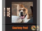American Pit Bull Terrier DOG FOR ADOPTION RGADN-1098434 - JULIE #2 - American