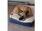 Adopt Tessa (Tesla) a German Shepherd Dog