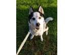 Adopt Luna a Siberian Husky