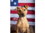 Adopt Winslie a Jack Russell Terrier
