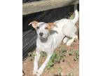 Adopt Abby 3132 a Jack Russell Terrier, Carolina Dog