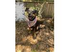 Adopt Reba a Rottweiler, Mixed Breed