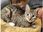 Adopt Dumpling a Tabby