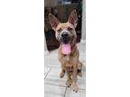 Adopt Robin a Tan/Yellow/Fawn - with Black American Staffordshire Terrier /