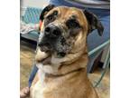 Adopt Monkey a Mixed Breed