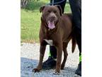 Adopt Chance a Mixed Breed