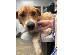 Adopt Paul a Mixed Breed